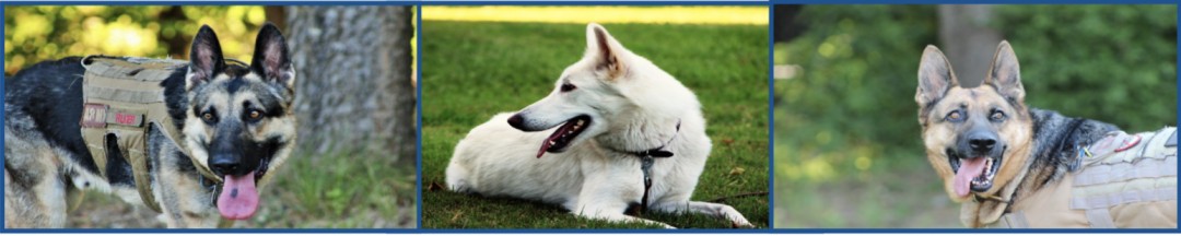image of three dogs