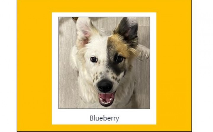 Tuba City Humane Society's Monthly Pet Adoption Event