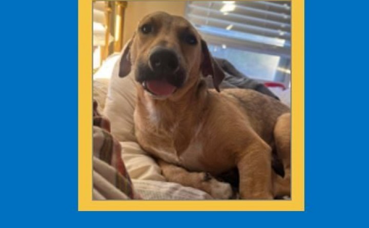 High Country Humane's Monthly Pet Adoption Event