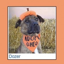 Coconino Humane Association's Monthly Pet Adoption Event