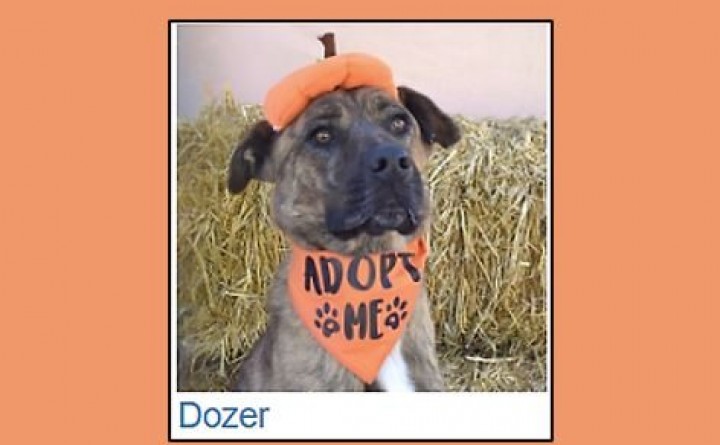 Coconino Humane Association's Monthly Pet Adoption Event