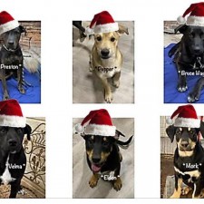 Tuba City Humane Society Monthly Adoption Event