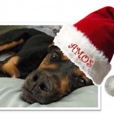 High Country Humane Monthly Adoption Event