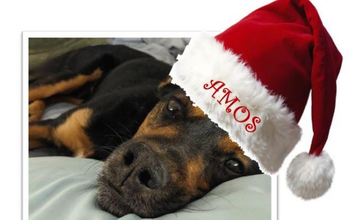 High Country Humane Monthly Adoption Event