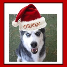 Coconino Humane Association Monthly Adoption Event