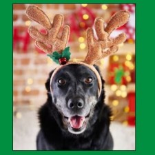 FREE Pet Photo Day with SANTA!