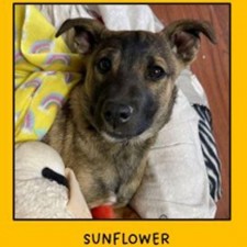 Tuba City Humane Society February Adoption Event