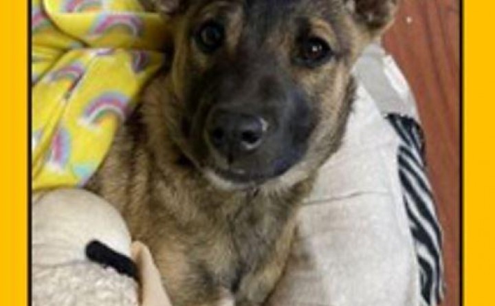 Tuba City Humane Society February Adoption Event