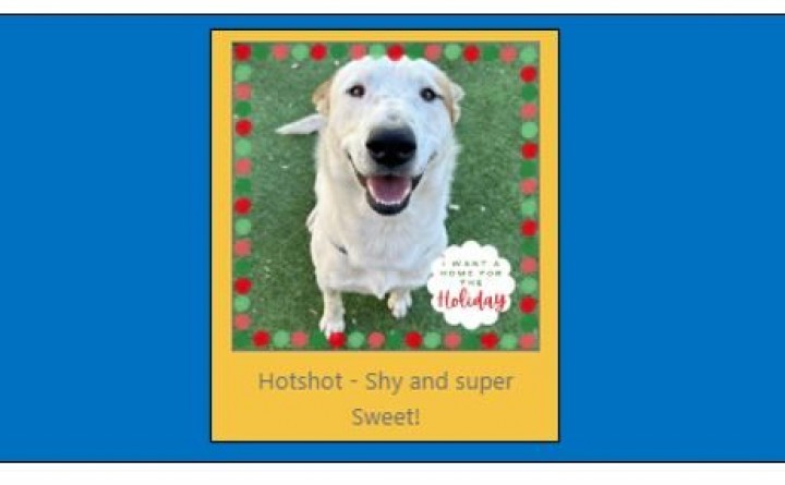 High Country Humane Monthly Adoption Event in Center Court