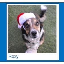 Coconino Humane Association Monthly Adoption Event in Center Court