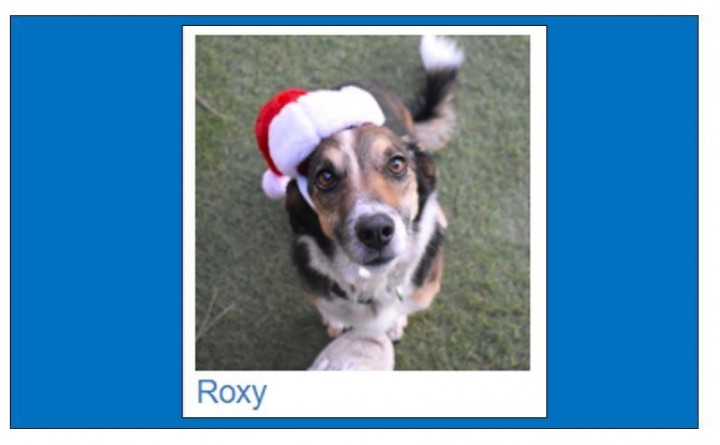 Coconino Humane Association Monthly Adoption Event in Center Court