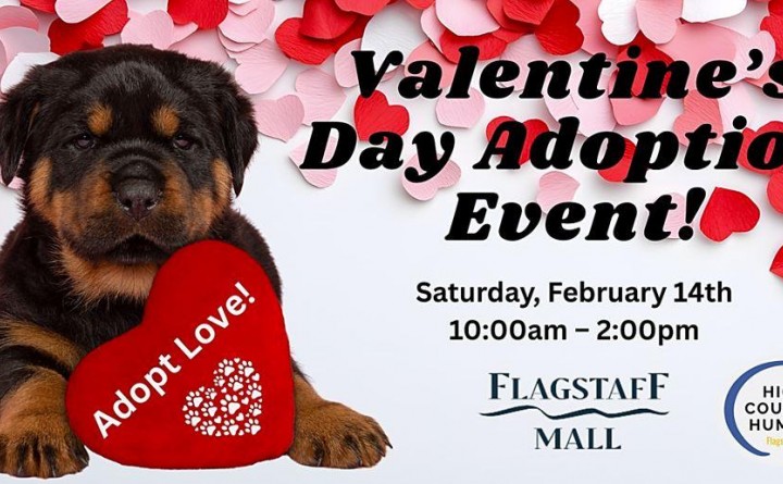 High Country Humane February Valentine's Adoption Event