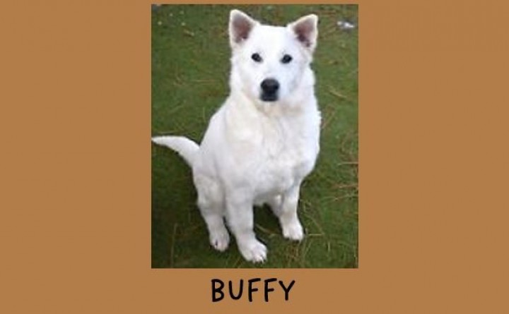 Coconino Humane Association Adoption Event