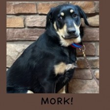 Tuba City Humane Society Adoption Event