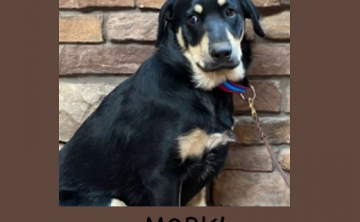 Tuba City Humane Society Adoption Event