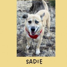 High Country Humane Adoption Event