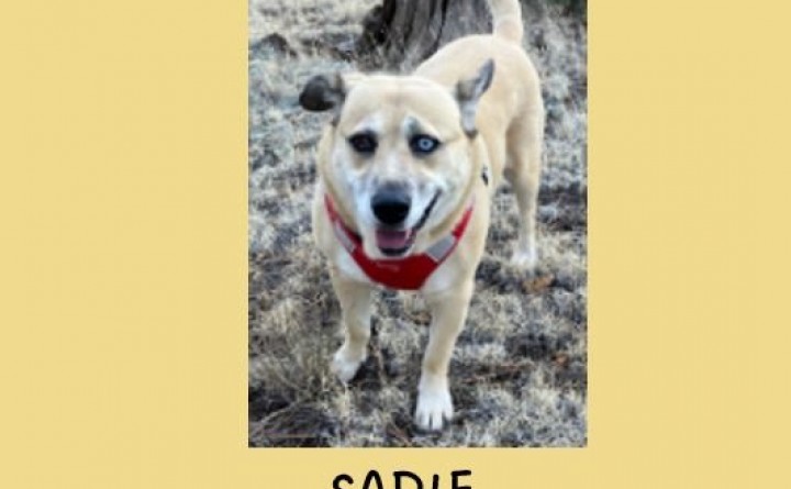 High Country Humane Adoption Event