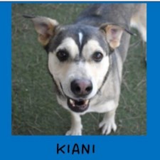 Coconino Humane Association Adoption Event