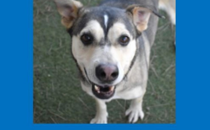 Coconino Humane Association Adoption Event