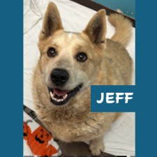 High Country Humane Adoption Event