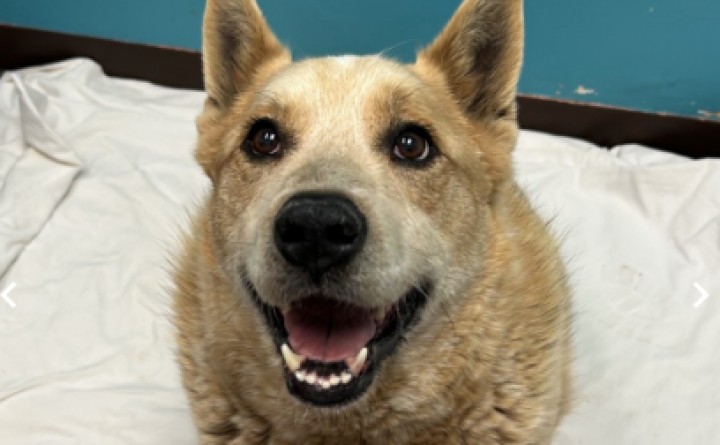 High Country Humane Monthly Adoption Event