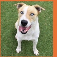 Coconino Humane Association Monthly Adoption Event