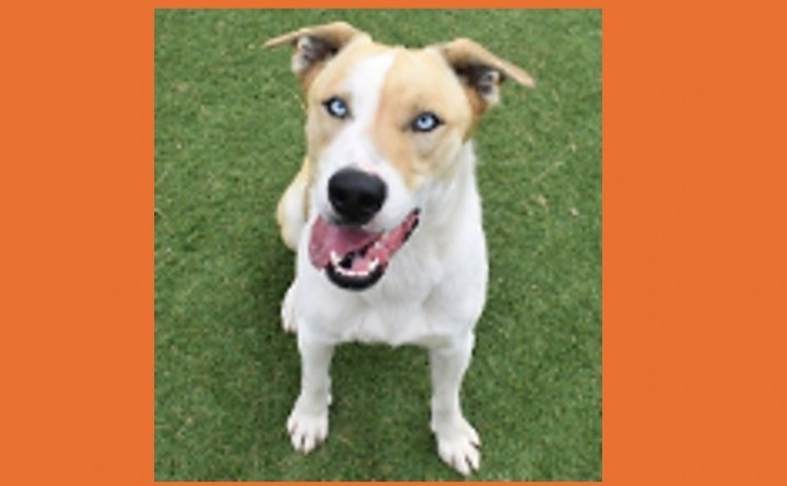 Coconino Humane Association Monthly Adoption Event