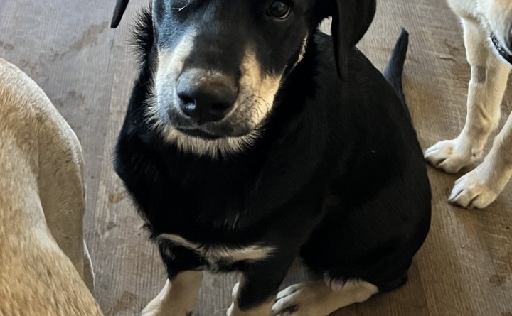 Tuba City Humane Society Monthly Adoption Event