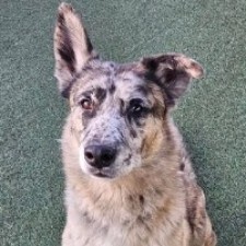 High Country Humane Monthly Adoption Even