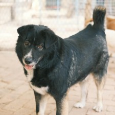 Tuba City Humane Society Monthly Adoption Event