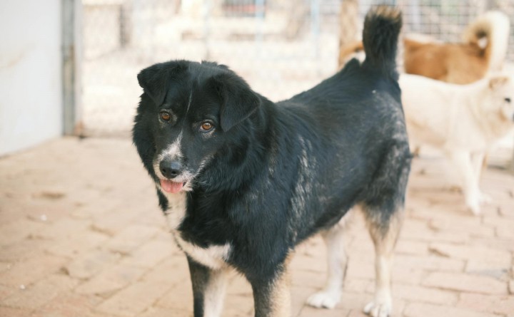 Tuba City Humane Society Monthly Adoption Event