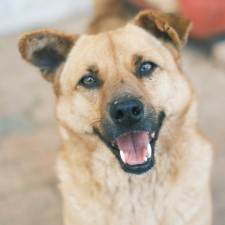 Coconino Humane Association Monthly Adoption Event