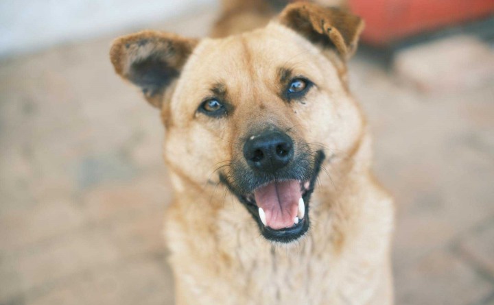 Coconino Humane Association Monthly Adoption Event