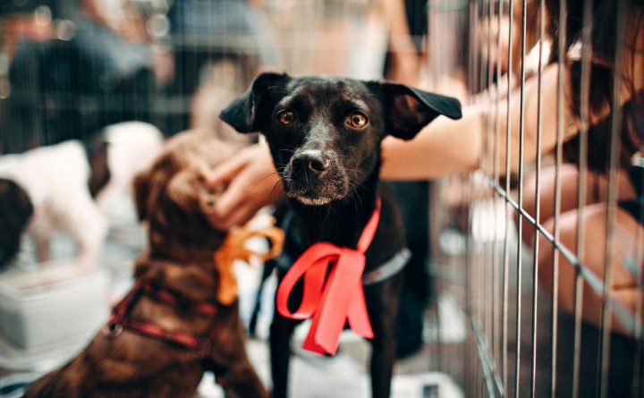 Tour For Life with Coconino Humane Association