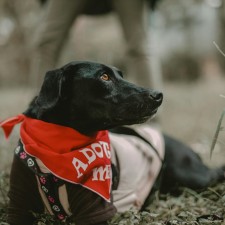 High Country Humane Monthly Adoption Event