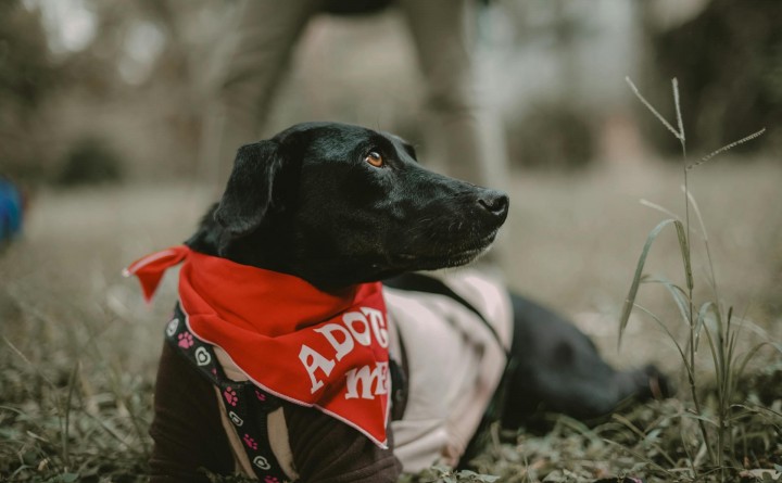 High Country Humane Monthly Adoption Event