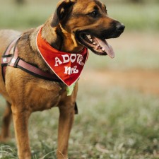 Coconino Humane Association Monthly Adoption Event