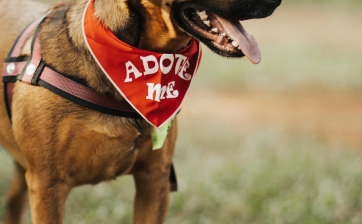 CANCELED--Coconino Humane Association Monthly Adoption Event