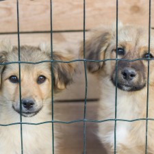 Tuba City Humane Society Monthly Adoption Event