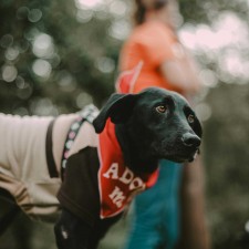 High Country Humane Monthly Adoption Event