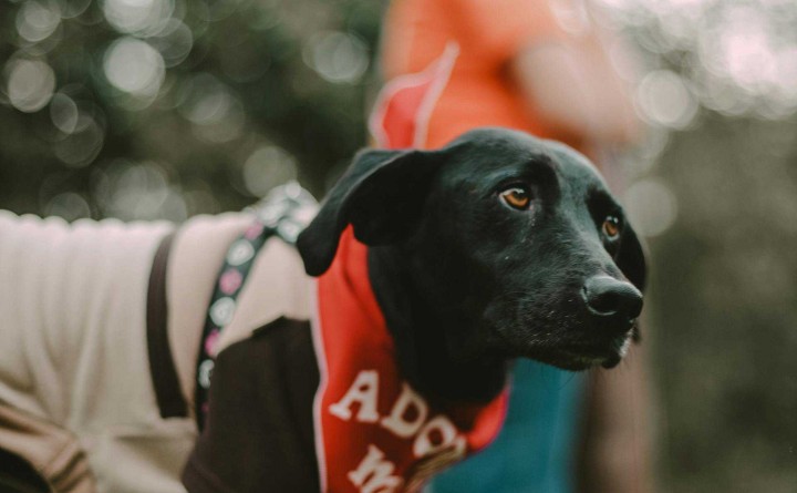 High Country Humane Monthly Adoption Event