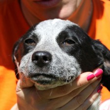 Shadows Foundation R-FAN Monthly Adoption Event in Center Court