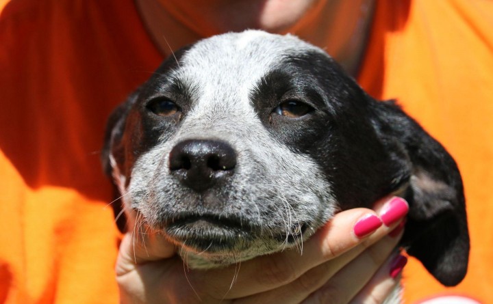 Shadows Foundation R-FAN Monthly Adoption Event in Center Court