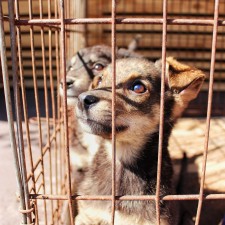 High Country Humane Monthly Adoption Event in Center Court
