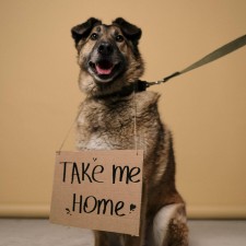 Tuba City Humane Society Monthly Adoption Event