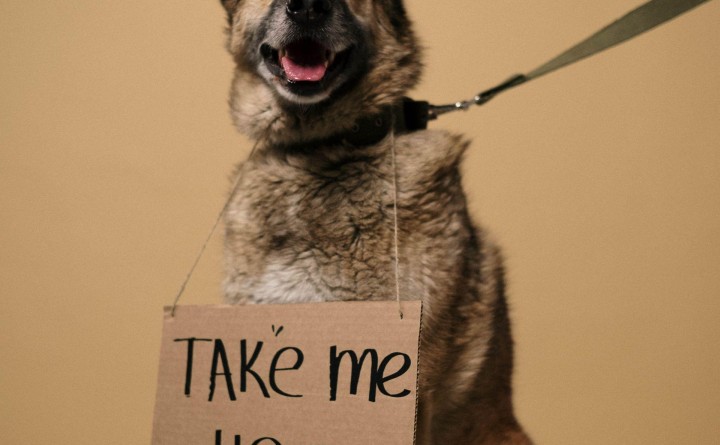 Tuba City Humane Society Monthly Adoption Event