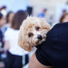 High Country Humane Monthly Adoption Event