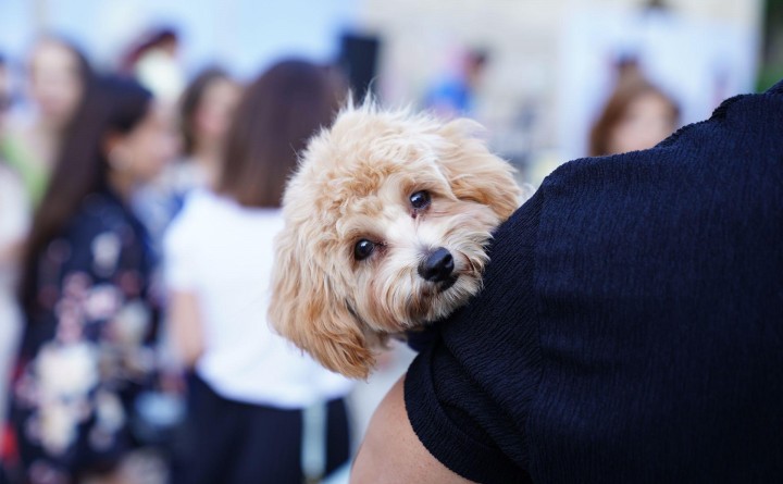 High Country Humane Monthly Adoption Event
