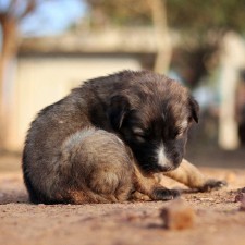 Shadows Foundation R-FAN Monthly Adoption Event