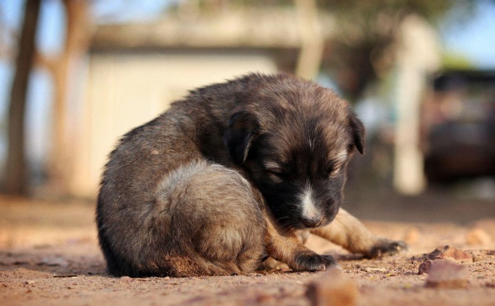 Shadows Foundation R-FAN Monthly Adoption Event